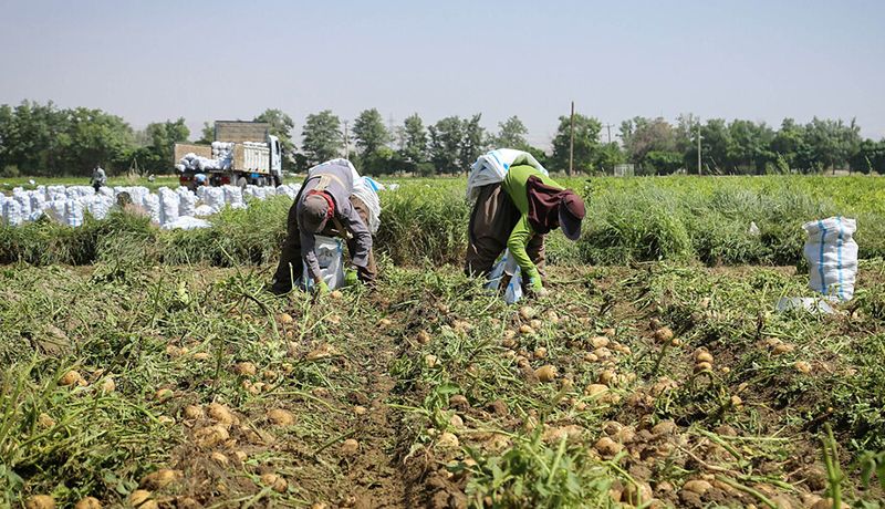 Iran to import 50,000 tons of potatoes to combat price hikes 