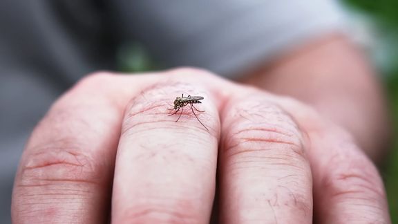 "الصحة" الإيرانية تحذر من وباء بعد إصابة 226 شخصًا بحمى الضنك منذ بداية العام