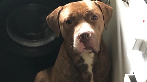 دو سگ در بریتانیا به ظن دست داشتن در قتل یک مرد تحت تعقیب قرار گرفتند