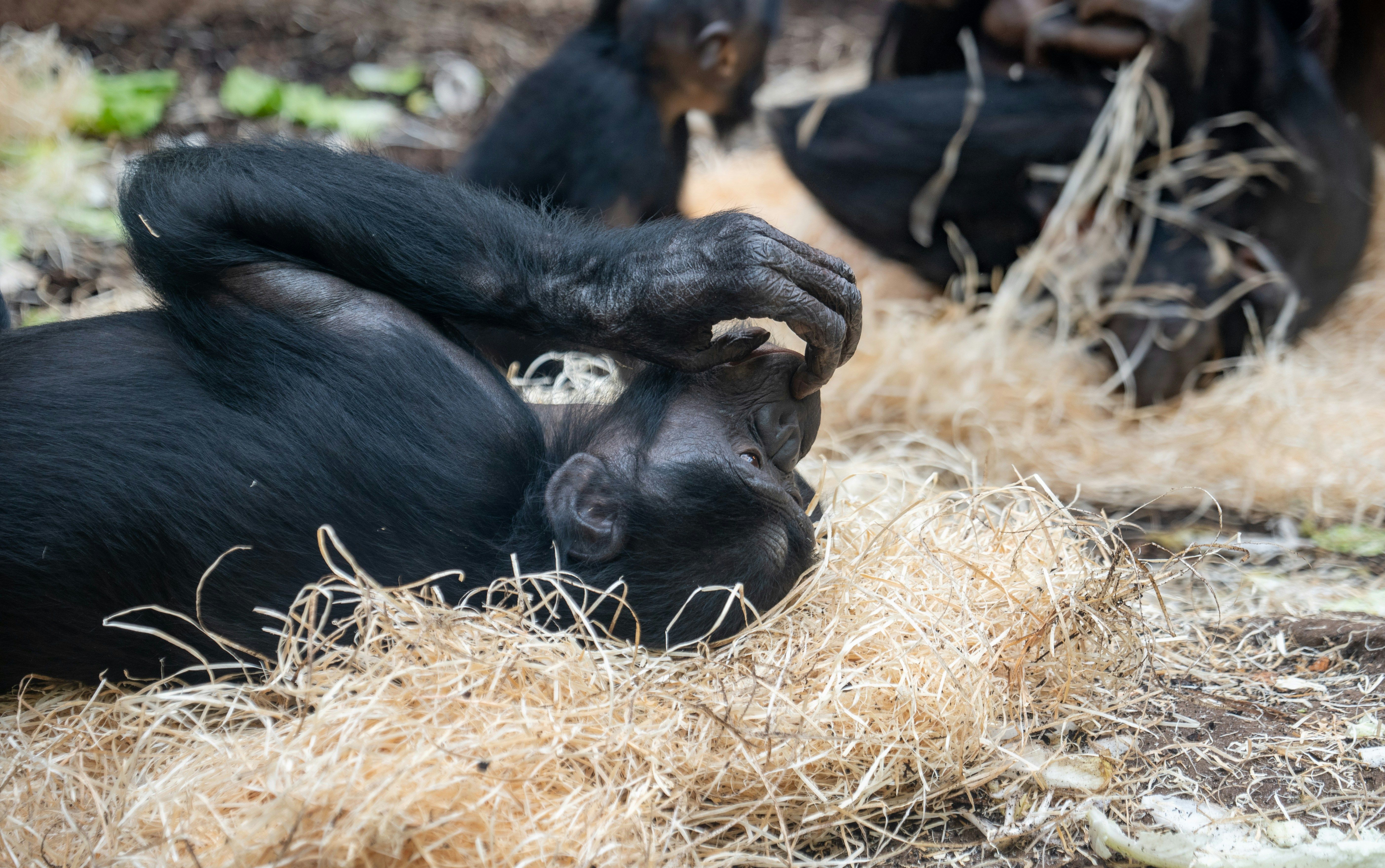 نتایج یک پژوهش جدید: شامپانزه‌ها روزانه الکل مصرف می‌کنند
