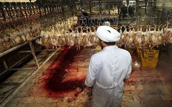 مشاور نماینده خامنهای در وزارت جهاد کشاورزی: دستورالعمل جذب «ناظرین شرعی» ابلاغ میشود