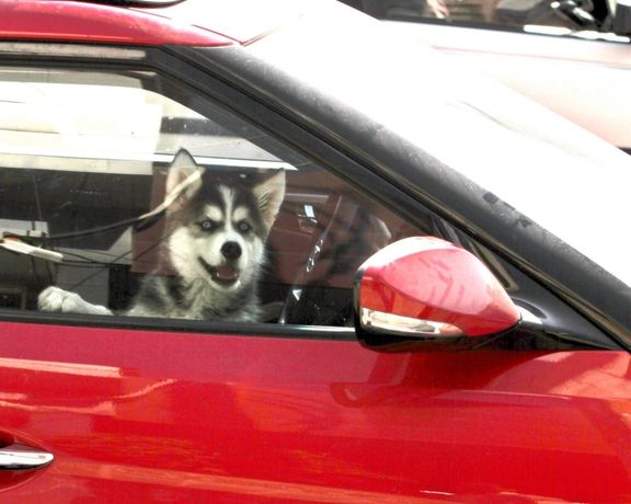 رییس پلیس راهور تهران: نگهداری حیوان در خودرو خارج از جعبه، ۲۰ هزار تومان جریمه دارد