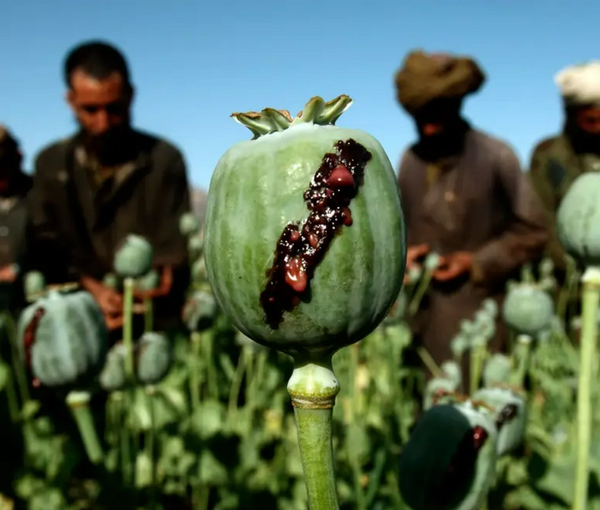 رفتار دوگانه جمهوری اسلامی در برابر آمار «افزایش» تولید مواد مخدر از سوی طالبان