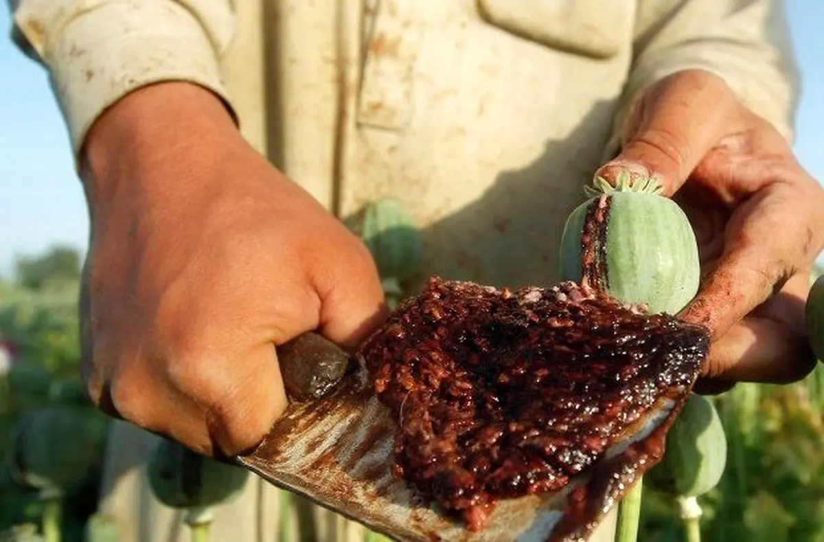 A farmer harvesting raw opium by scraping the latex from poppy pods.
