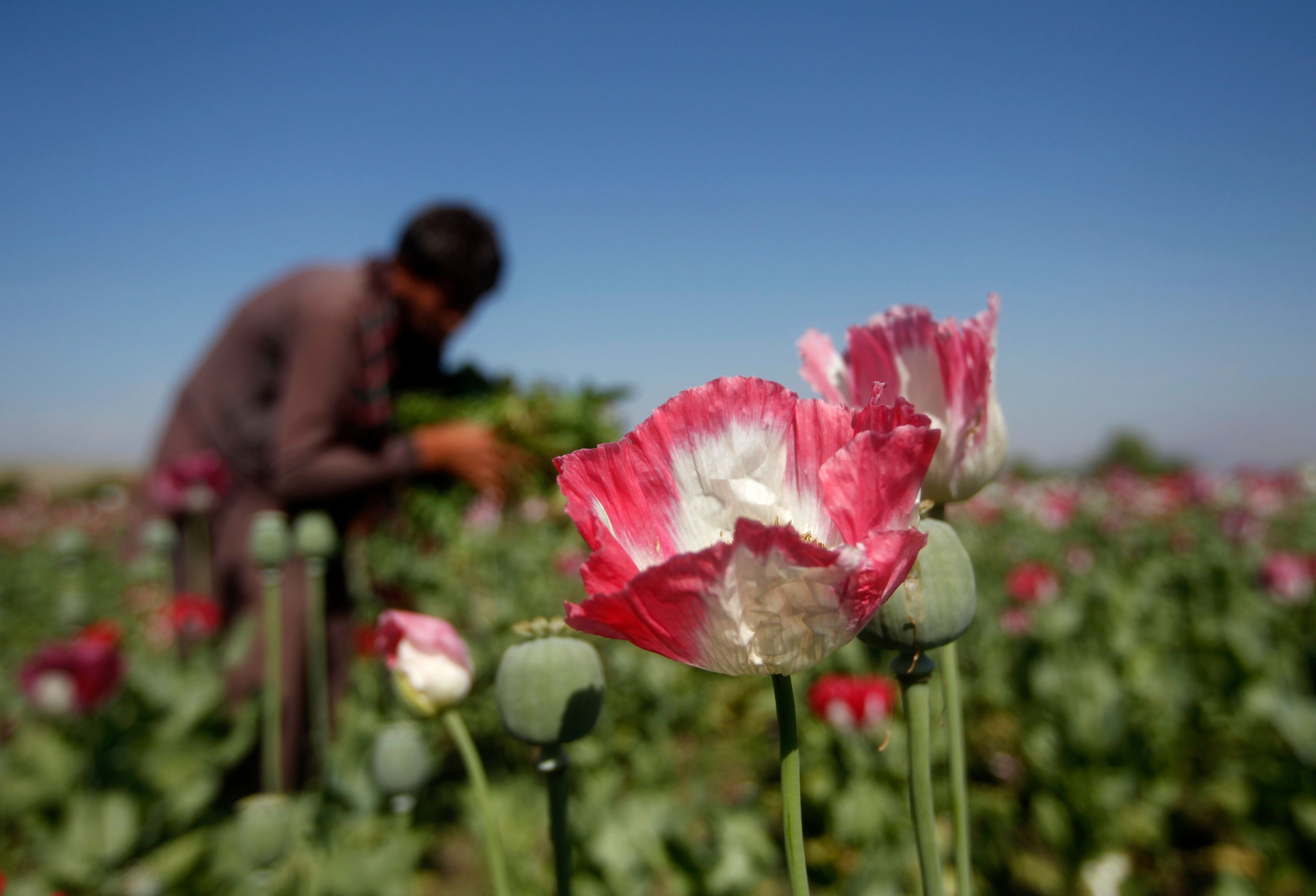 Iran Rejects UN Claims That Afghanistan Poppy Cultivation In Decline