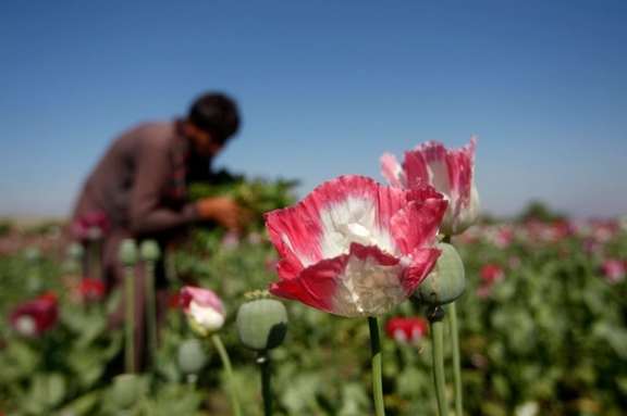 An Afghan man works on a poppy field in Jalalabad province April 17, 2014.