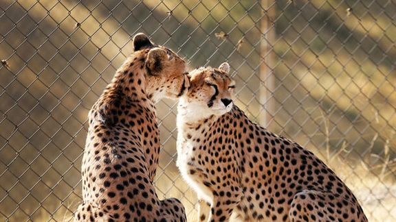 مدیرکل حفاظت محیط زیست سمنان: تولهیوز «ایران» و «فیروز» اردیبهشتماه بهدنیا خواهد آمد