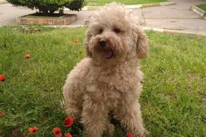 Iran Will Force Dog Owners To Get Special Permit