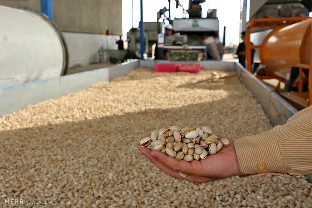 افت شدید صادرات پسته ایران در سال جاری