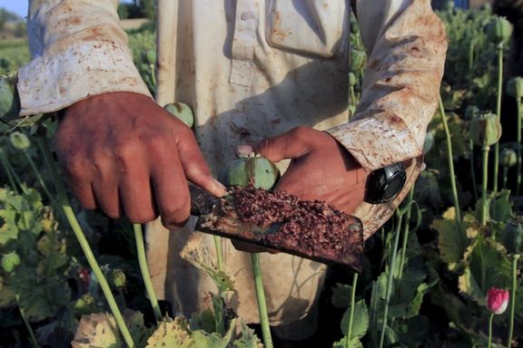 Raw opium from a poppy head is seen at a poppy farmer's field on the outskirts of Jalalabad, Afghanistan, April 28, 2015.