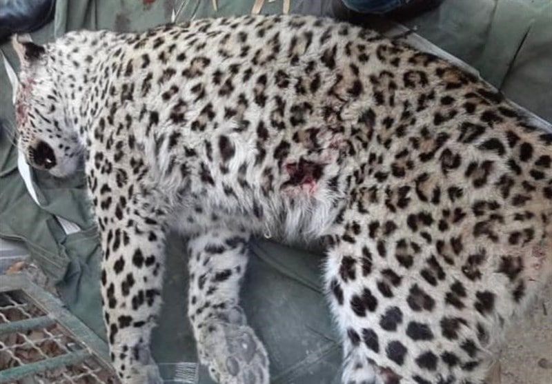 محیط زیست مازندران: پلنگ سرگردان پس از حمله به دو مامور، با شلیک گلوله کشته شد