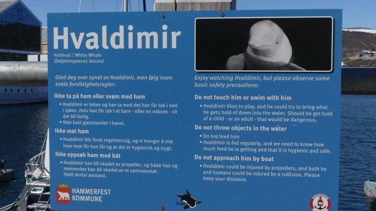 گروه‌های مدافع حقوق حیوانات: نهنگ مظنون به جاسوسی برای روسیه با گلوله کشته شده است