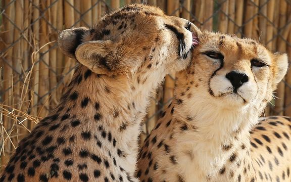 معاون سازمان محیط زیست: برای زایمان ایران، یوز ماده، همه تمهیدات را پیشبینی کردهایم