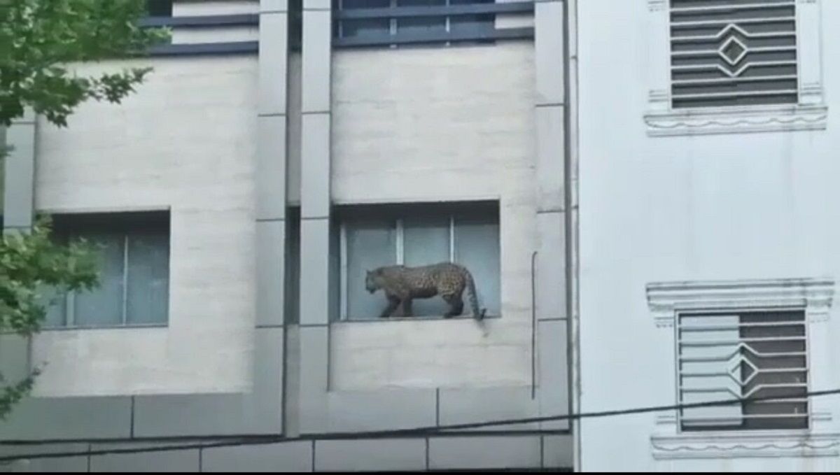 Police Kill Leopard Stranded In Northern Iranian City 