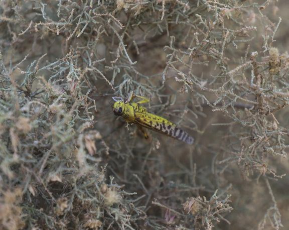 سازمان حفظ نباتات: در رباطکریم و فرودگاه امام خمینی پوره ملخهای بومی از جمله مراکشی دیده شده