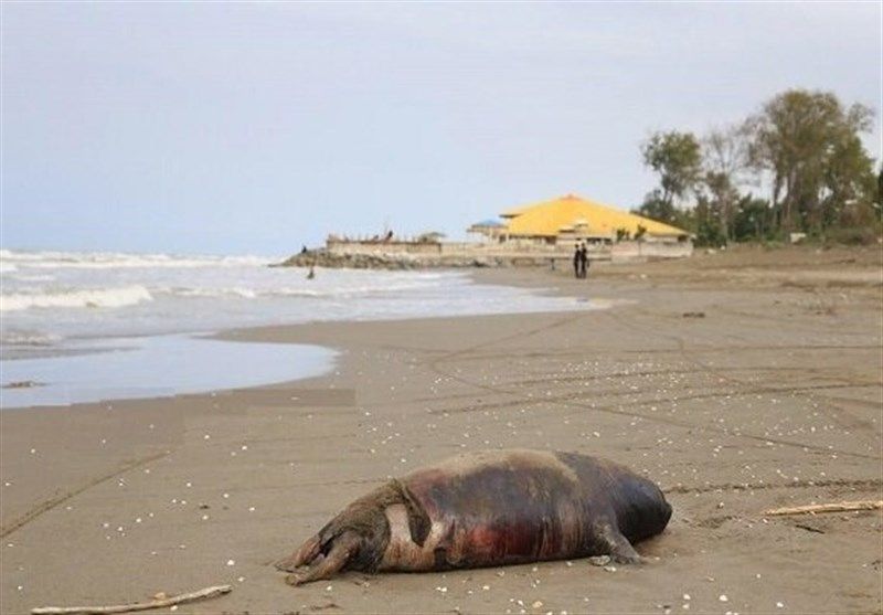 Dozens of Caspian seals found dead on Iran’s northern coast