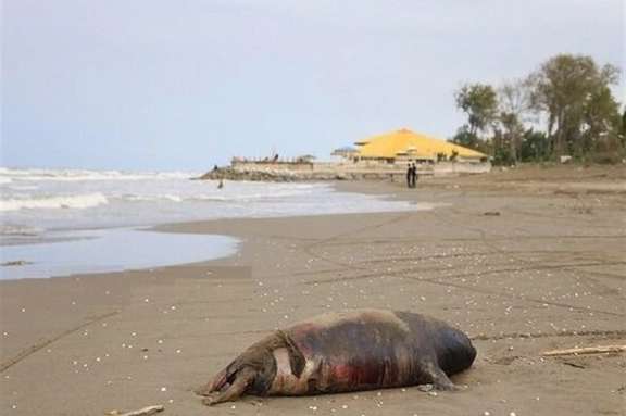 File photo shows the carcass of a Caspian seal washed ashore on Iran’s northern coast.