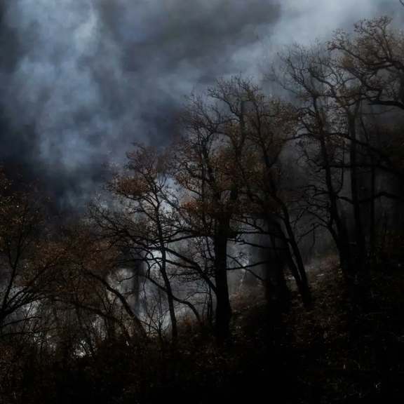 صحيفة حكومية تربط حريق غابات إليت شمالي البلاد بـ"التخريب والإرهاب"