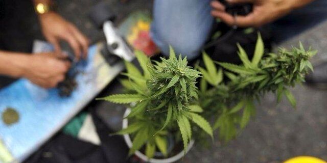 A cannabis plant is seen beside people handling what appears to be marijuana.
