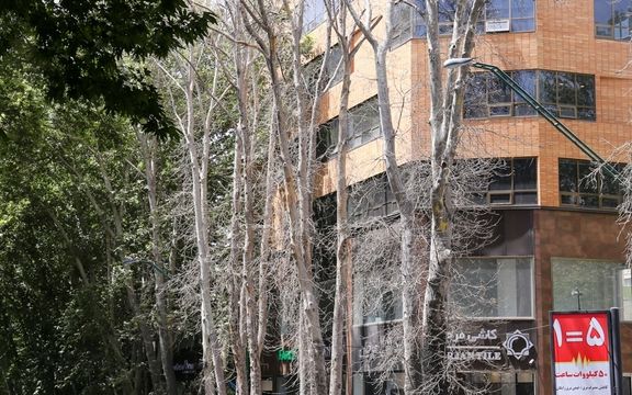 مدیرعامل سازمان بوستانها: یک مالک عمدا ۱۳ اصله درخت را در خیابان ولیعصر تهران خشک کرده