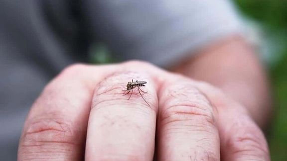 ابتلای ۱۱۳۳ نفر به تب دنگی در ایران در سال جاری