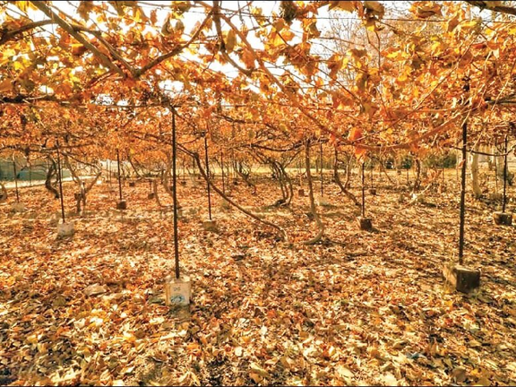 رییس مرکز ملی خشکسالی: پاییز کمبارشی در پیش داریم