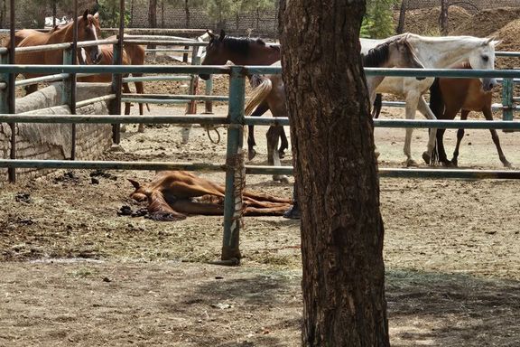 کشتهشدن سه اسب در ۲۰ روز؛ جنایت غیرانسانی علیه اسبها در باشگاه سوارکاری در تهران