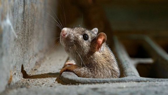 عضو شورای شهر تهران: بهطور فعال روی مسئله موشها کار میکنیم