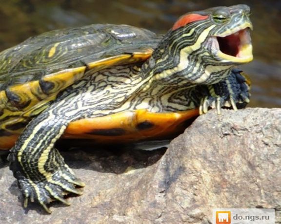 Mako Environment: Shipment of 2,000 red-eared turtles seized and Turkish buyer arrested