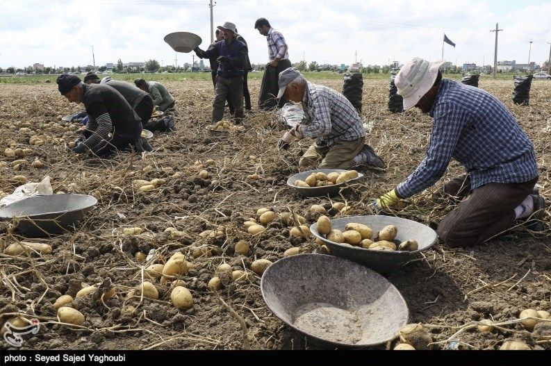 کشاورزان ایرانی در سال زراعی ۱۴۰۲-۱۴۰۳، حدود پنج و نیم هزار تن سیب‌زمینی تولید کردند، در حالی که نیاز کشور چهار تا چهار و نیم هزار تن است. 