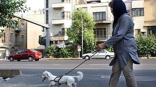 New Bill Aims To Ban Dogs As Pets In Homes And Streets In Iran