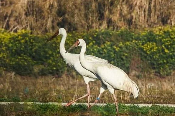 مدیرکل محیط زیست مازندران از زندهگیری درنای بلژیکی «رویا» در تنکابن خبر داد