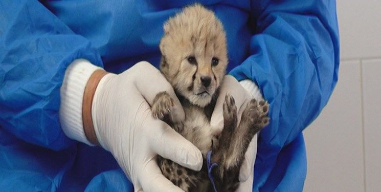 Iran Officials Deflect Blame For Death Of Two Asiatic Cheetah Cubs  