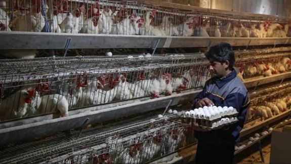 A poultry farm in Iran
