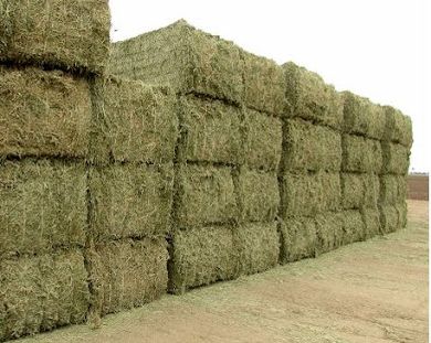 یک مقام صنفی استان البرز: ۱۸ هزار تُن یونجه از روسیه وارد خواهد شد