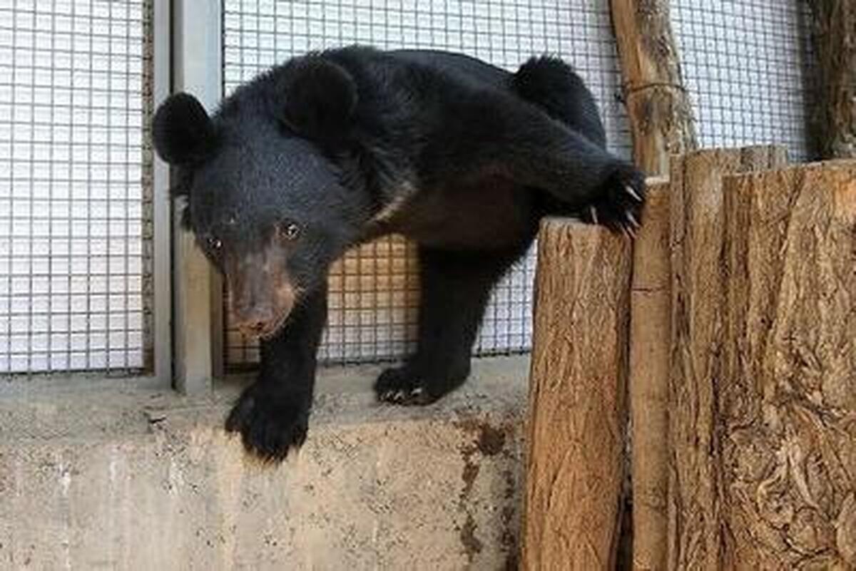 روزنامه همشهری: چون خرس گم‌شده پردیسان کوچک و اکثرا خواب است،‌ هنوز پیدا نشده