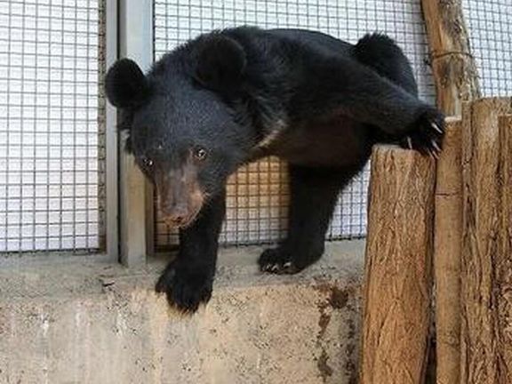 روزنامه همشهری: چون خرس گمشده پردیسان کوچک و اکثرا خواب است، هنوز پیدا نشده