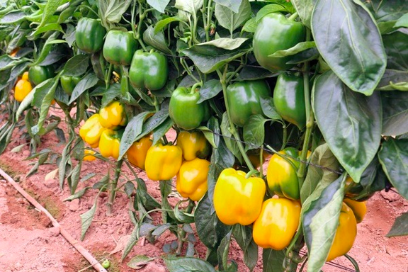 رییس سازمان غذا و دارو: فلفل دلمهایهای صادراتی به روسیه مشکلی نداشت