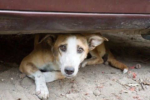 گزارش شهروندان از سگ‌کشی‌های زنجیره‌ای در استان تهران