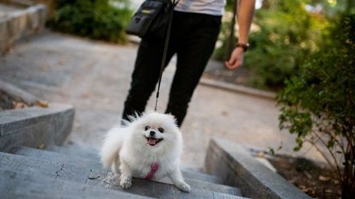 فرمانده نیروی انتظامی تهران: سگگردانی در بوستانها ممنوع شده و با آن برخورد میکنیم