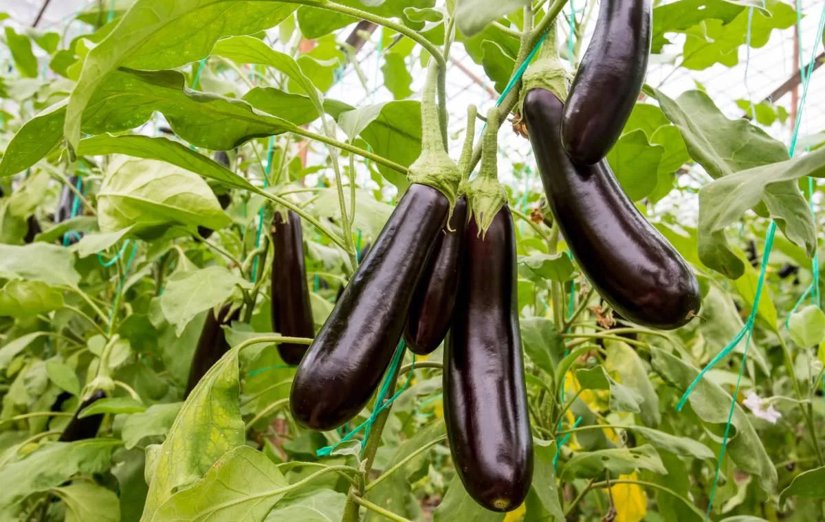 Eggplants growing in an Iranian greenhouse (Undated)