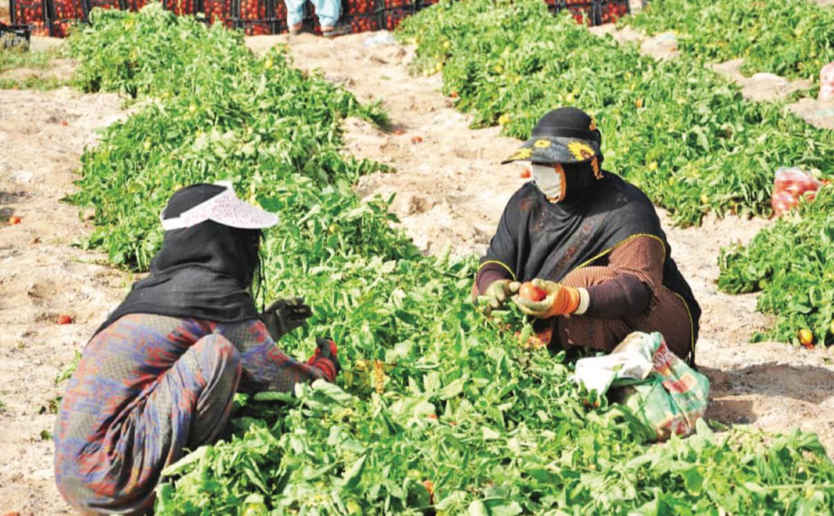زنان کارگر کشاورز در خوزستان بدون بیمه و با کم‌ترین دستمزد کار می‌کنند
