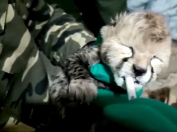 معاون سازمان محیطزیست: هیچ کارشناس یا دامپزشک با تجربه در زمینه تکثیر یوز آسیایی نداریم