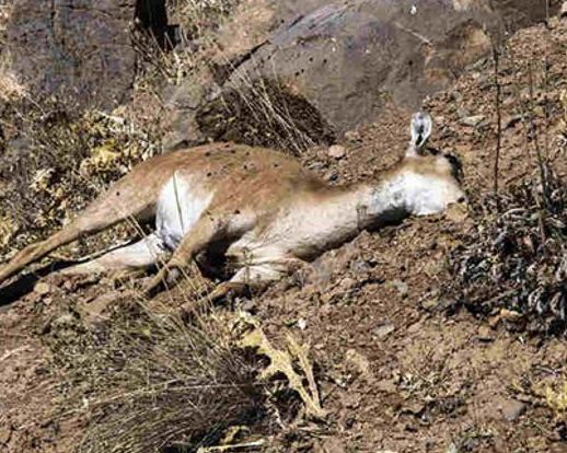 مدیرکل حفاظت محیط زیست مازندران: تلفات طاعون نشخوارکنندگان کوچک در مازندران افزایش یافت