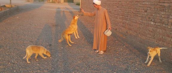 سخنران دفتر خامنهای: روحانیت در برابر فرهنگ سگآوری در جامعه فعال باشد