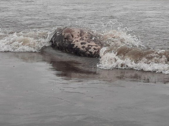 ادارهکل محیط زیست مازندران: در دو ماه لاشه ۱۶ فک خزری کشف شد