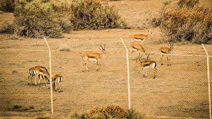 سایت پرورش آهو در تربتجام دچار آتشسوزی شد