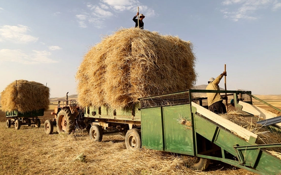مشاور نظام صنفی کشاورزی: قطع برق منجر به کاهش ۲۰ درصدی تولید محصولات اساسی شد