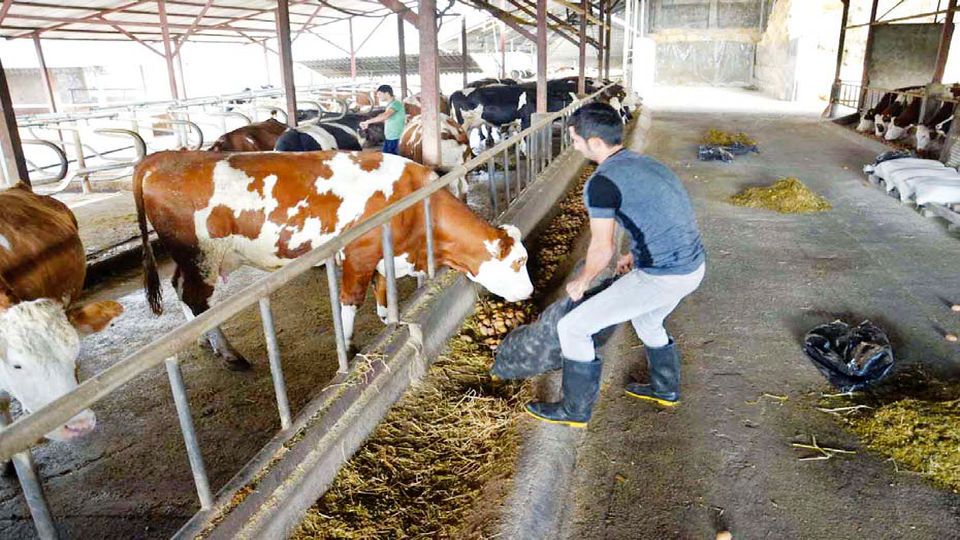A cattle breeding farm in Iran  