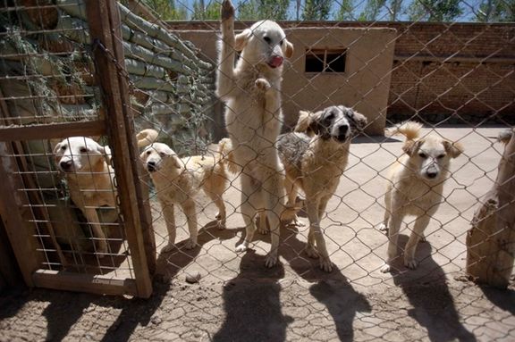 بریتانیا ۲۰۰ سگ و گربه را از افغانستان خارج میکند